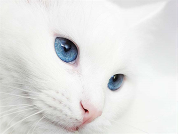 Do you know the relationship between cat color and personality