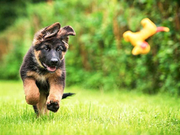 Bringing Home Your New Dog: Preparing And Precautions
