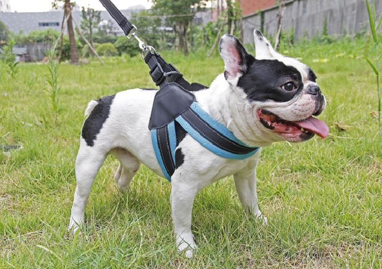 Multi-colors Fashionable Soft Safety Harness, Cheap Breathable Dog Harness Backpack