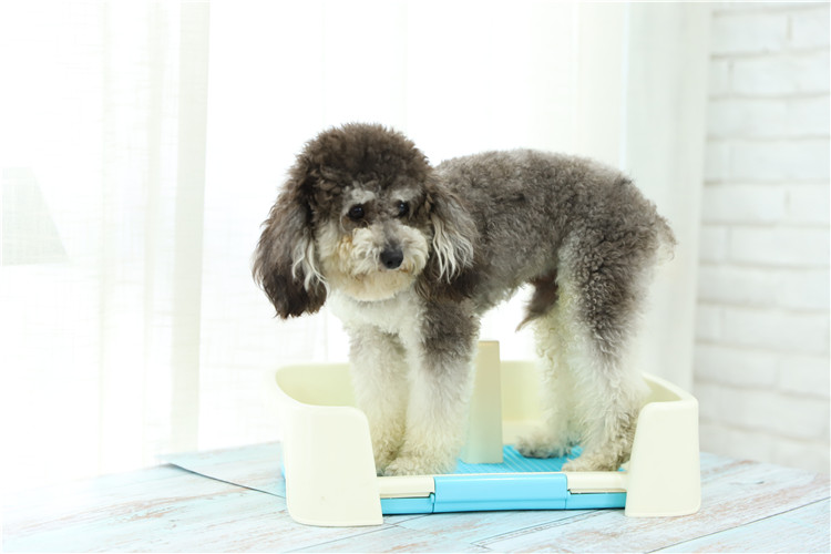 Portable Park Corner Indoor Pet Dog Toilet