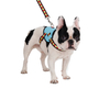 Fashion Design Support OEM Harness Dog, Durable Custom Fashion Dog Harness