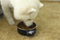 Digital Weighing Automatic Thermal Pet Smart Dog Cat Feeding Food Bowl