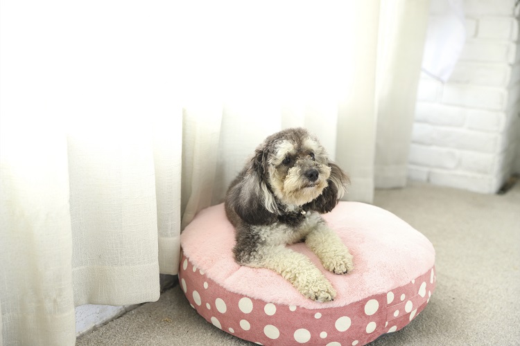 Corduroy Fabric Bed Pillow Super Soft Round Dot Memory Foam Dog Bed