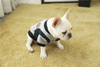Custom Designer Fashion Buckle Warm Dog Clothes Coat
