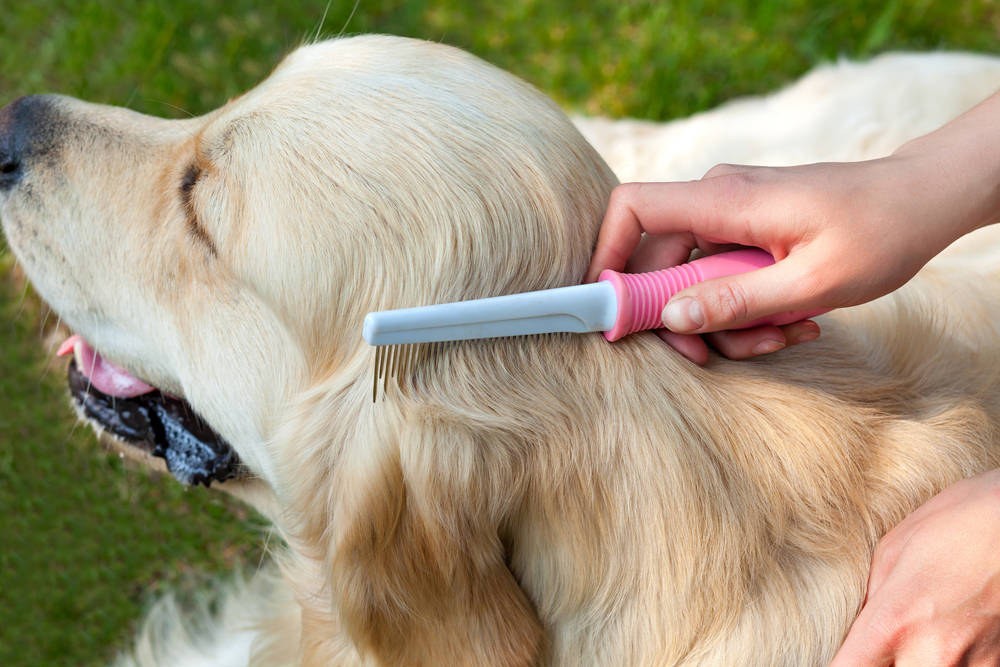 combing a dog