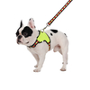Multi-colors Dog Harness Backpack, High Quality Dog Harness, Adjustable Dog Harness and Leash