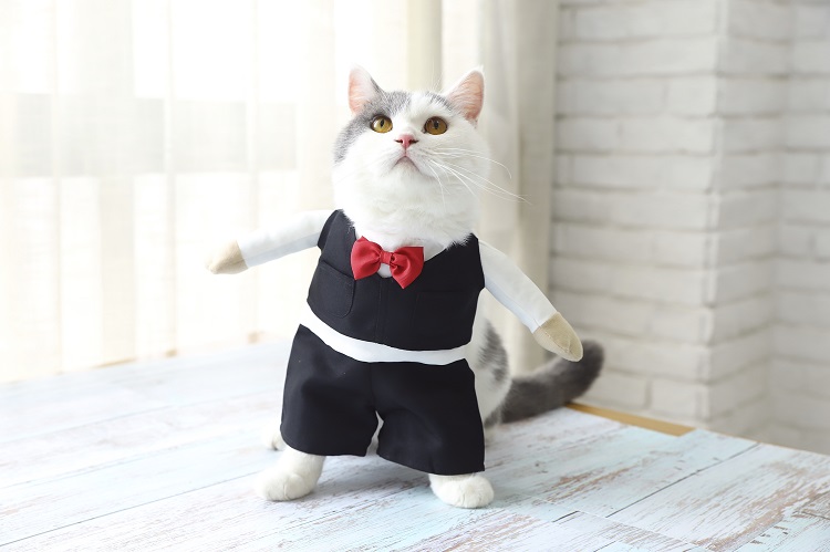 Petstar Gentleman Cat Costume, Fashion Cozy Festival Cat Clothes, High Quality Halloween Cat Clothing