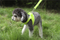 No Pull Dog Harness,Easy Dog Walking Harness,Running Dog Harness