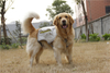 Custom Logo No Pull Fabric Multipurpose Dog Harness