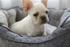 Oem Available Custom Logo Promotional Grey Dog Bed