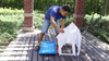 Wholesale Blue Indoor Outdoor Plastic Pet Dog House