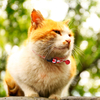Free Sample Red Polyester Unique Breakaway Cat Collar