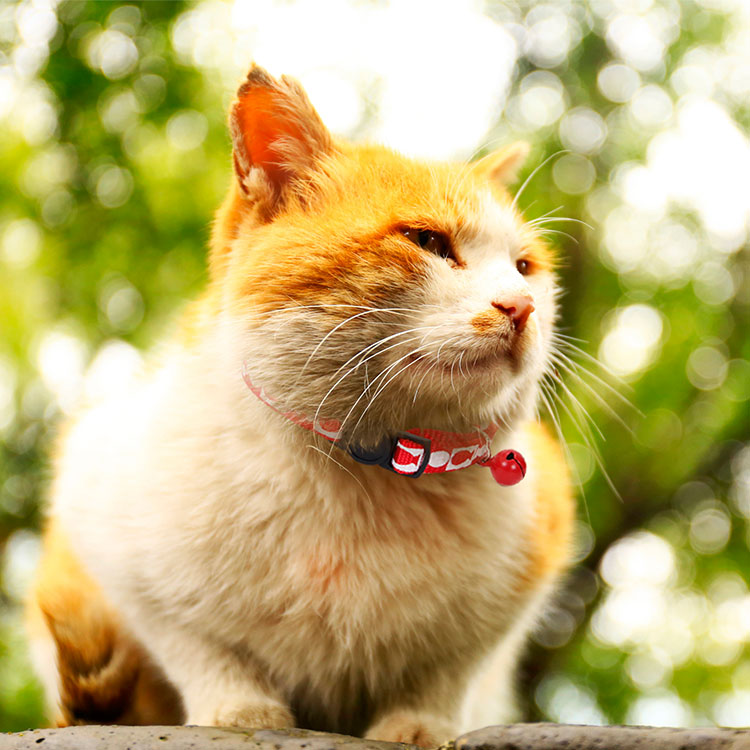 Free Sample Red Polyester Unique Breakaway Cat Collar