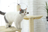 Eco-Friendly Climbing Scratching Sisal Cat Tree House