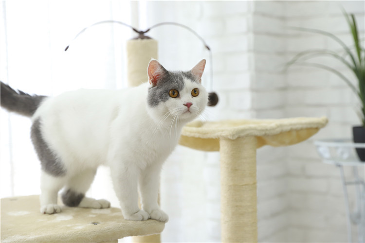 Eco-Friendly Climbing Scratching Sisal Cat Tree House