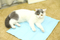 Wholesale Cat Pet Training Mat, Indoor Pet Cat Dog Puppy Ice Pad