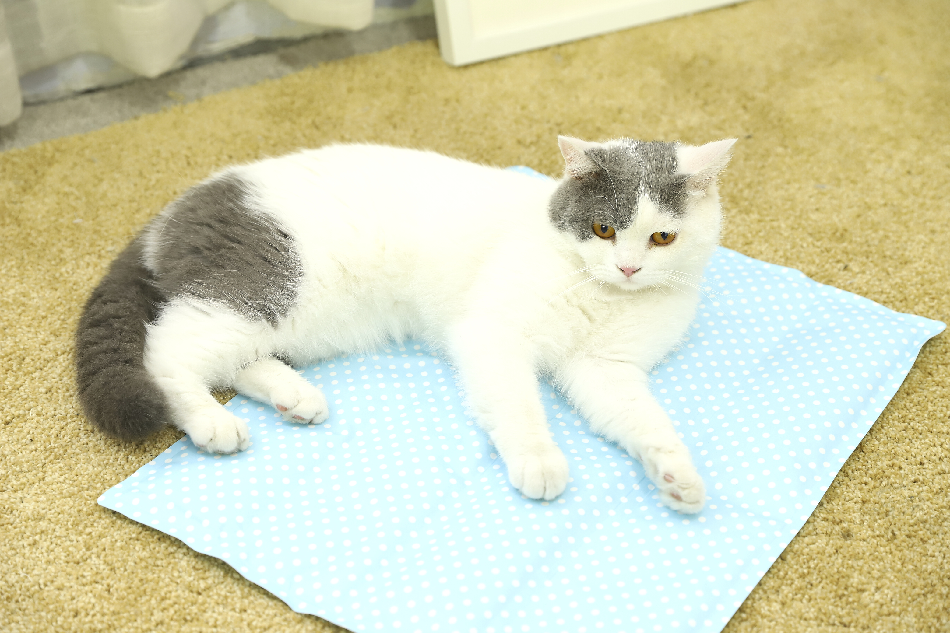 Wholesale Cat Pet Training Mat, Indoor Pet Cat Dog Puppy Ice Pad