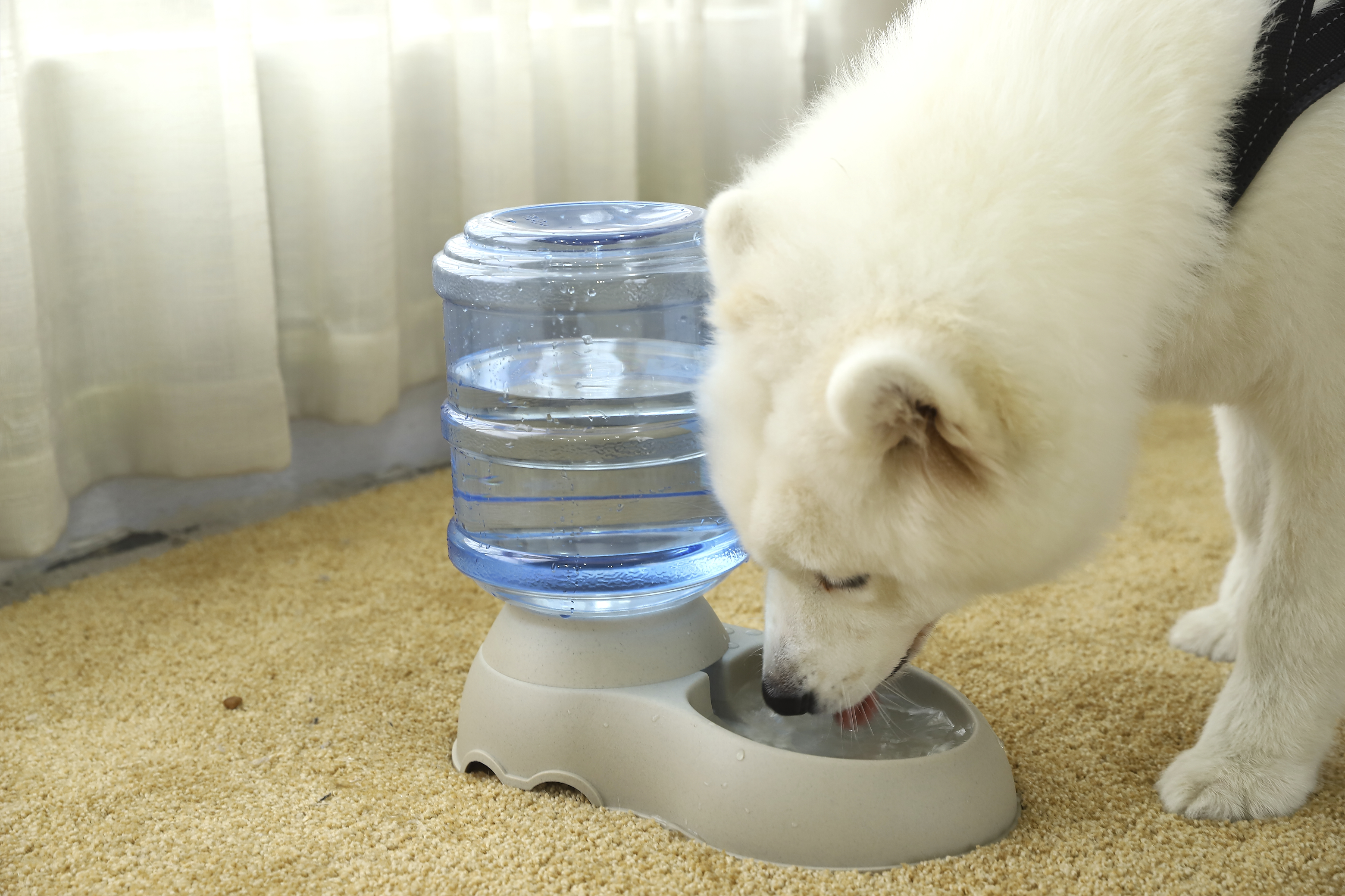 High Quality Drink Food Pet Pp Dog Bowl With Drinking Fountain