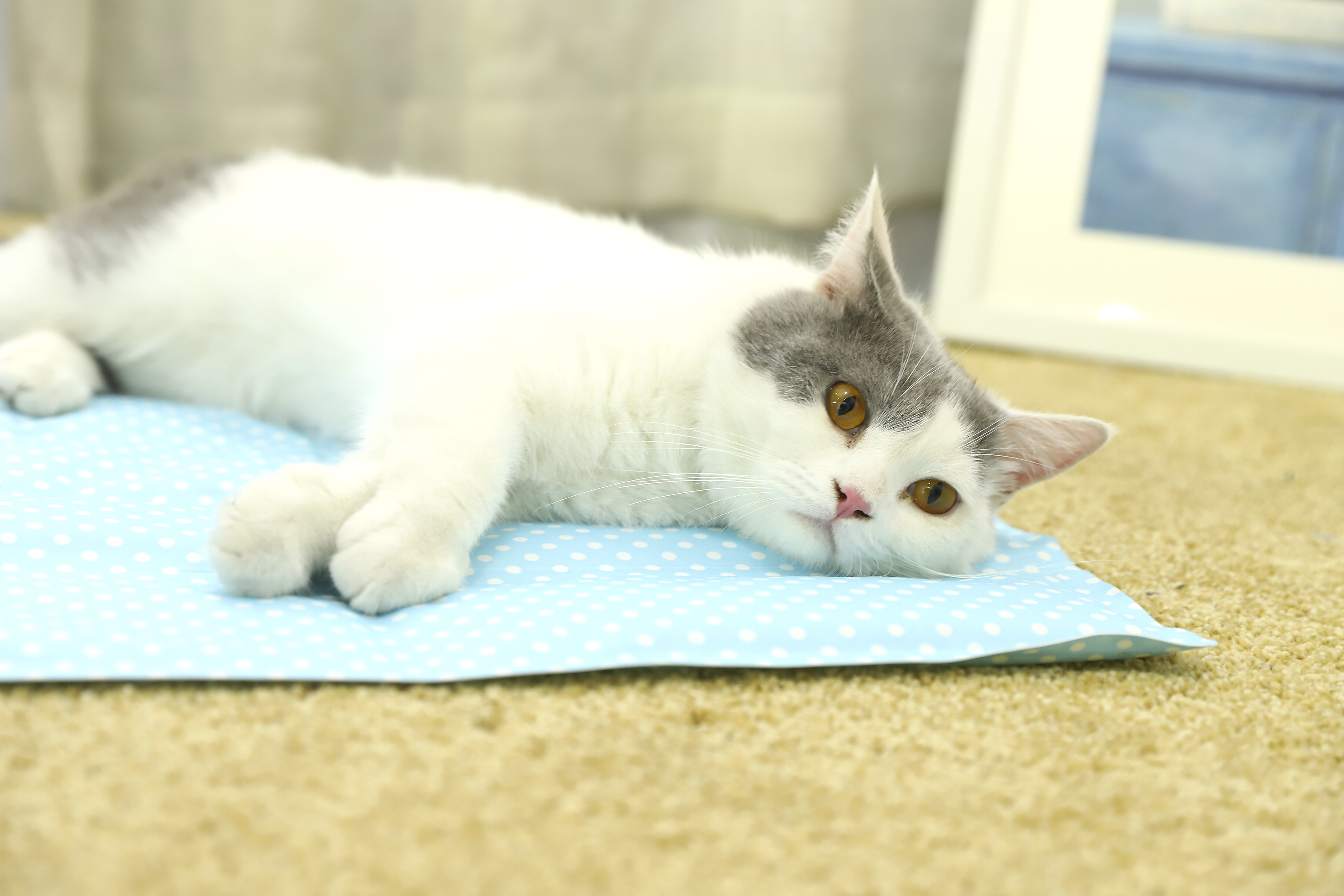 Wholesale Cat Pet Training Mat, Indoor Pet Cat Dog Puppy Ice Pad