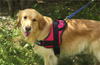 Promotional thick fabric custom dog harness vest