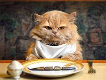 You have to remember: food that cats can't eat