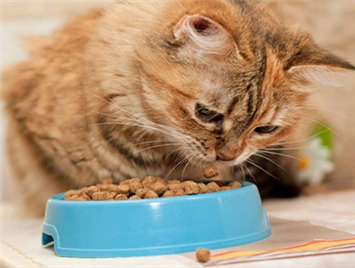 A professional cat food purchase guide