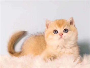 How to raise a golden gradient cat?