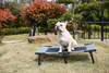 Foldable Portable Elevated Outdoor Dog Bed