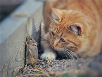 Cats like to catch mice, but do cats like to eat mice?
