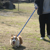 Multi-functional Long Pvc Dog Leash