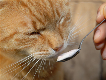 Why do cats eat nutritious cream?